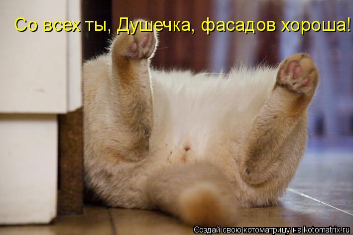 Котоматрица: Со всех ты, Душечка, фасадов хороша!