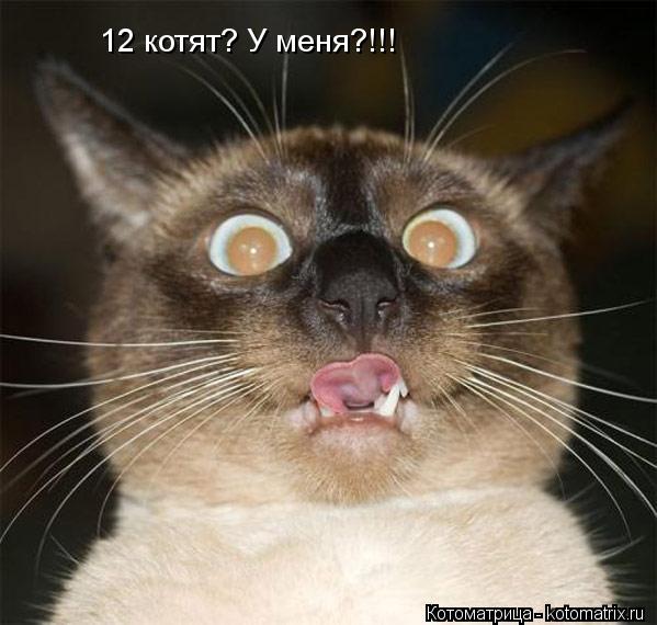 Котоматрица: 12 котят? У меня?!!!