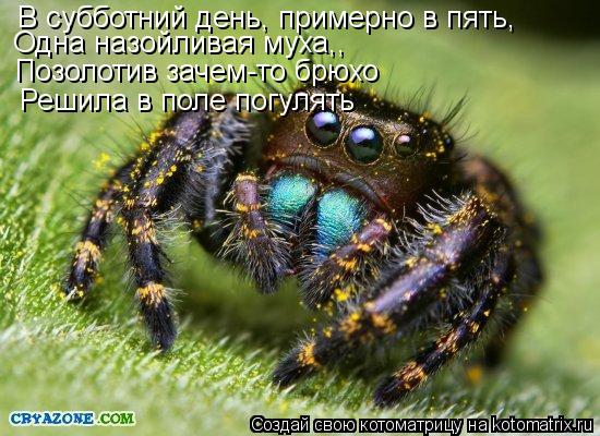 Котоматрица: В субботний день, примерно в пять,  Одна назойливая муха,,  Позолотив зачем-то брюхо Решила в поле погулять