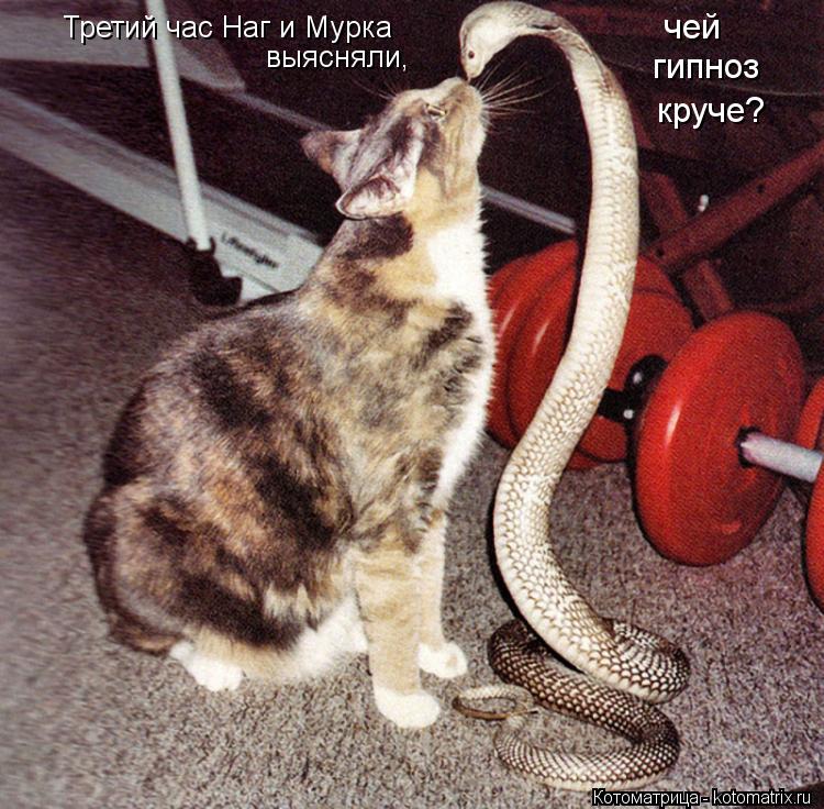 Котоматрица: Третий час Наг и Мурка  выясняли, чей гипноз круче?
