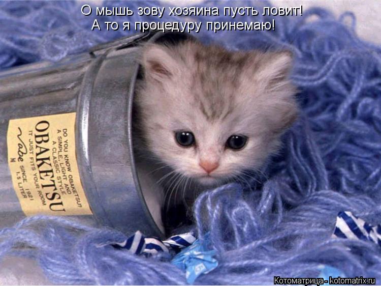 Котоматрица: О мышь зову хозяина пусть ловит! А то я процедуру принемаю!