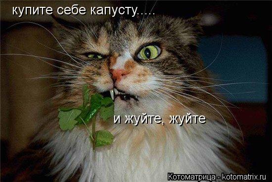 Котоматрица: купите себе капусту.....  и жуйте, жуйте