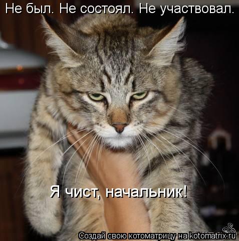 Котоматрица: Не был. Не состоял. Не участвовал. Я чист, начальник!