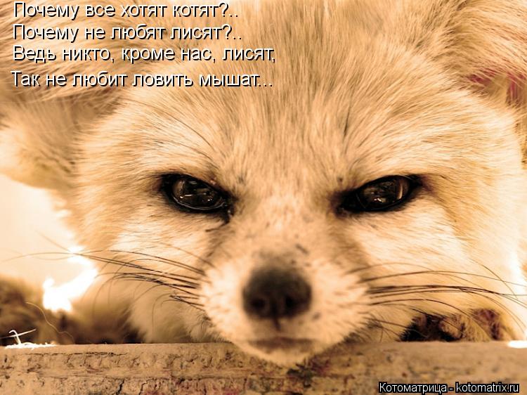 Почему все хотят котят?.. Почему не любят лисят?.. Ведь никто, кроме нас, лисят, Так не любит ловить ... Котоматрица: Почему все хотят котят?.. Почему не любят лисят?.. Ведь никто, кроме нас, лисят, Так не любит ловить мышат...