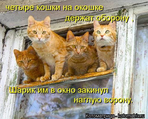 Котоматрица: четыре кошки на окошке держат оборону ,  Шарик им в окно закинул  наглую ворону.