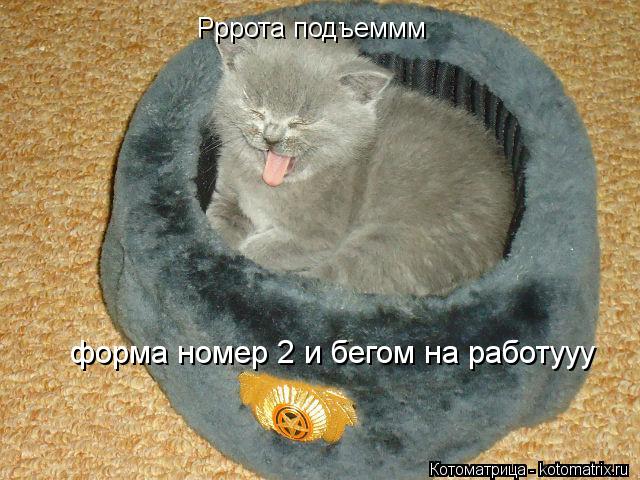 Котоматрица: Рррота подъеммм Рррота подъеммм форма номер 2 и бегом на работууу