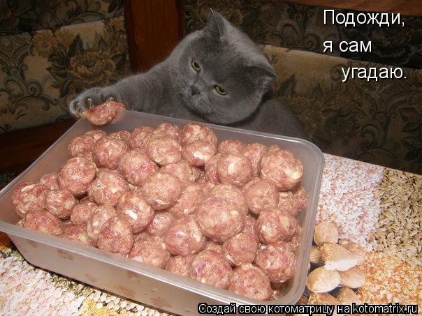 Котоматрица: Подожди, я сам угадаю.