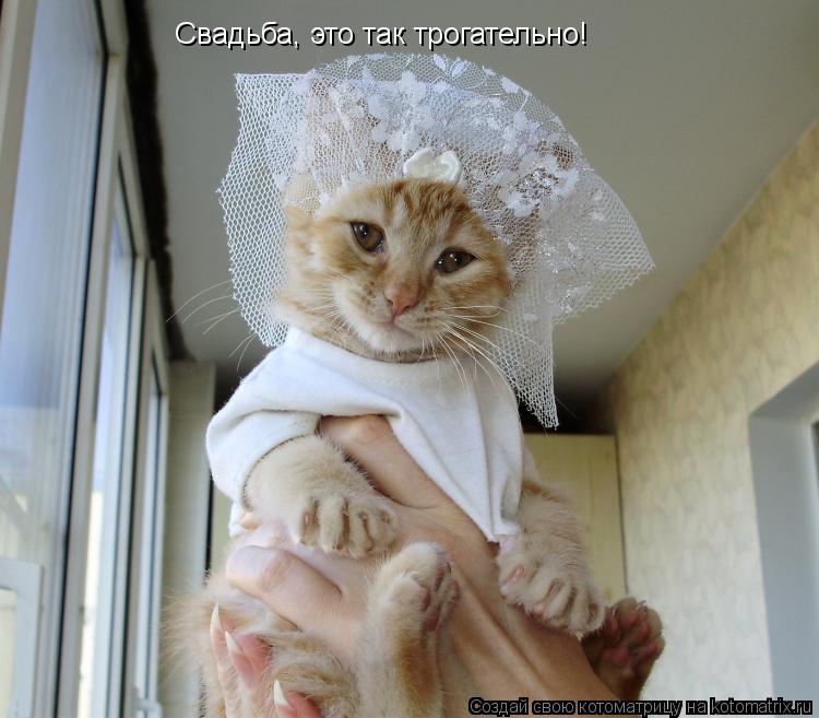 Котоматрица: Свадьба, это так трогательно!