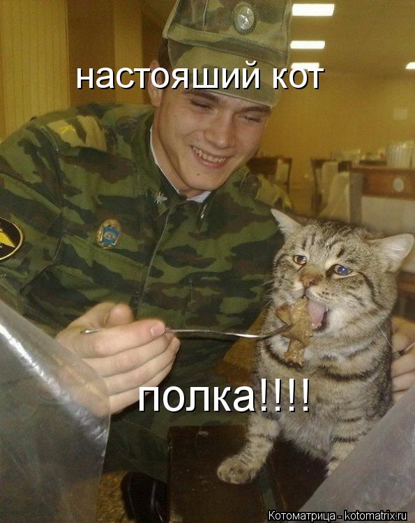Котоматрица: настояший кот полка!!!!