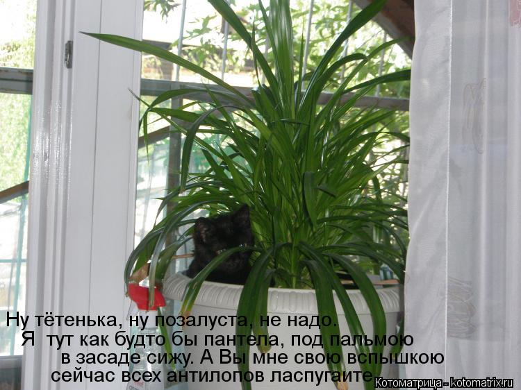 Котоматрица: Ну тётенька, ну позалуста, не надо. Я  тут как будто бы пантела, под пальмою в засаде сижу. А Вы мне свою вспышкою  сейчас всех антилопов ласпу