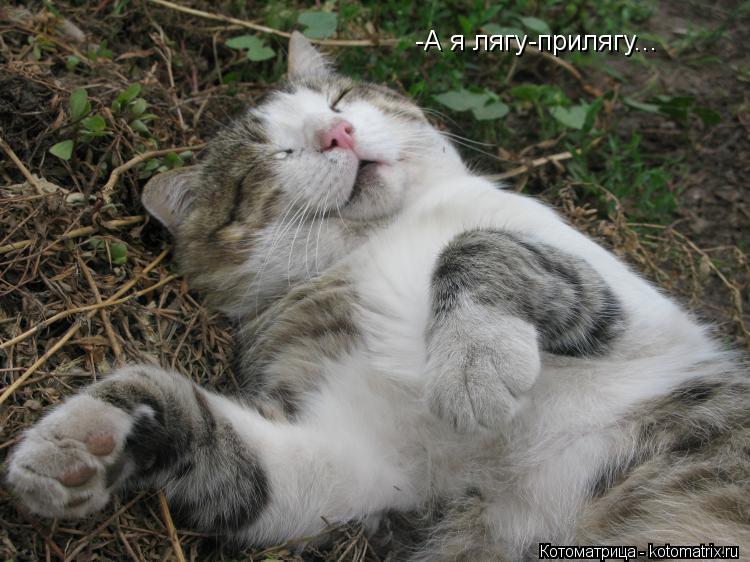 -А я лягу-прилягу...... Котоматрица: -А я лягу-прилягу...