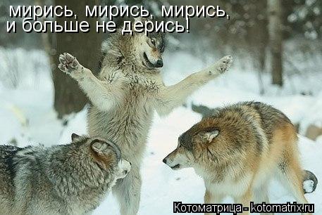Котоматрица: мирись, мирись, мирись, и больше не дерись!