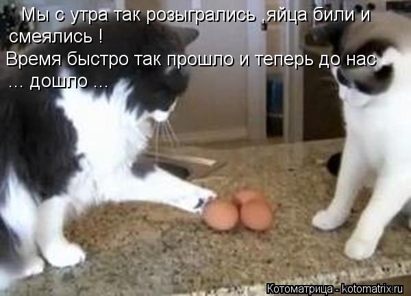 Котоматрица: Мы с утра так розыгрались ,яйца били и  смеялись ! Время быстро так прошло и теперь до нас ... дошло ...