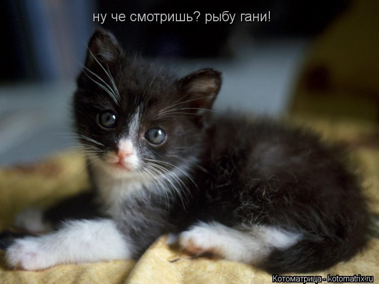 Котоматрица: ну че смотришь? рыбу гани!
