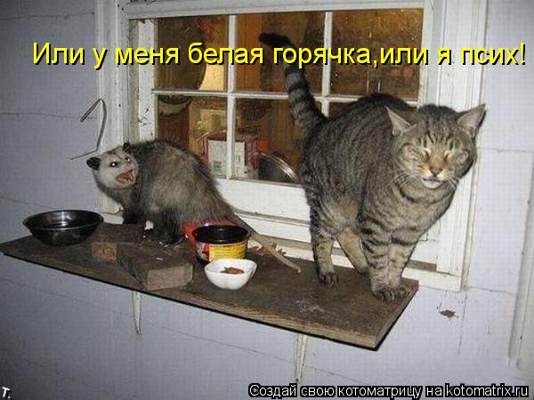 Котоматрица: Или у меня белая горячка,или я псих!