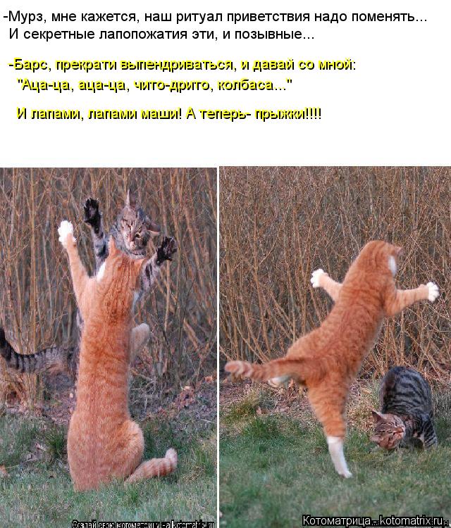 Котоматрица: -Мурз, мне кажется, наш ритуал приветствия надо поменять... И секретные лапопожатия эти, и позывные... -Барс, прекрати выпендриваться, и давай 