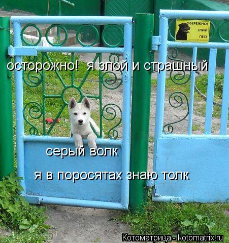 Котоматрица: осторожно!  я злой и страшный серый волк  я в поросятах знаю толк