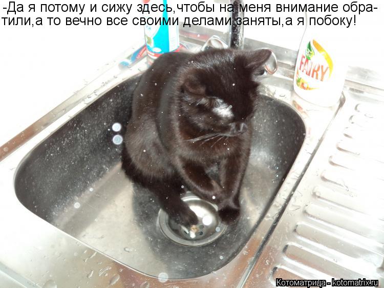 Котоматрица: -Да я потому и сижу здесь,чтобы на меня внимание обра- тили,а то вечно все своими делами заняты,а я побоку!