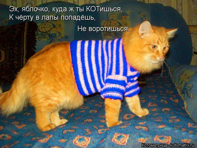 Котоматрица: Эх, яблочко, куда ж ты КОТишься,  К чёрту в лапы попадёшь,  Не воротишься.