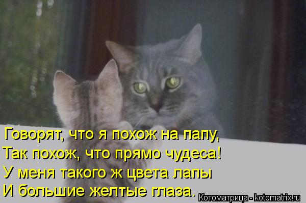 Говорят, что я похож на папу, Так похож, что прямо чудеса! У меня такого ж цвета лапы И большие желты... Котоматрица: Говорят, что я похож на папу, Так похож, что прямо чудеса! У меня такого ж цвета лапы И большие желтые глаза.