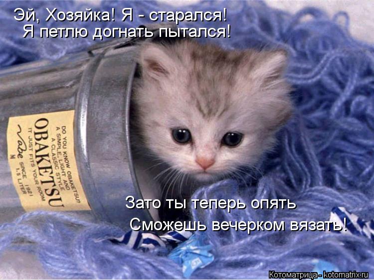 Котоматрица: Эй, Хозяйка! Я - старался! Я петлю догнать пытался! Зато ты теперь опять Сможешь вечерком вязать!