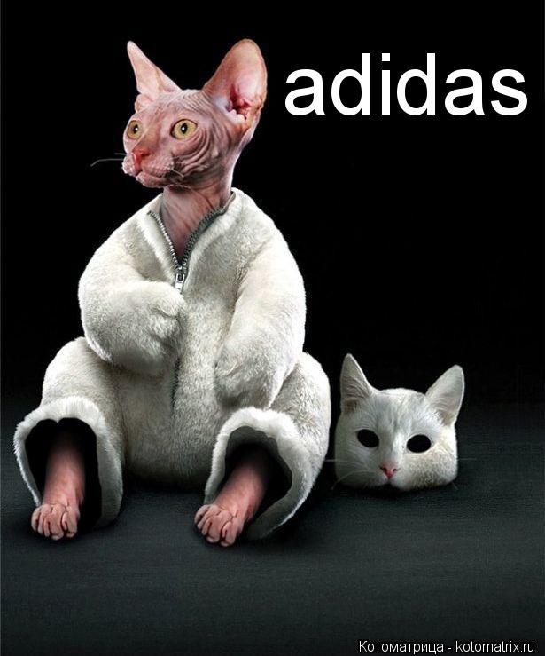 Котоматрица: adidas