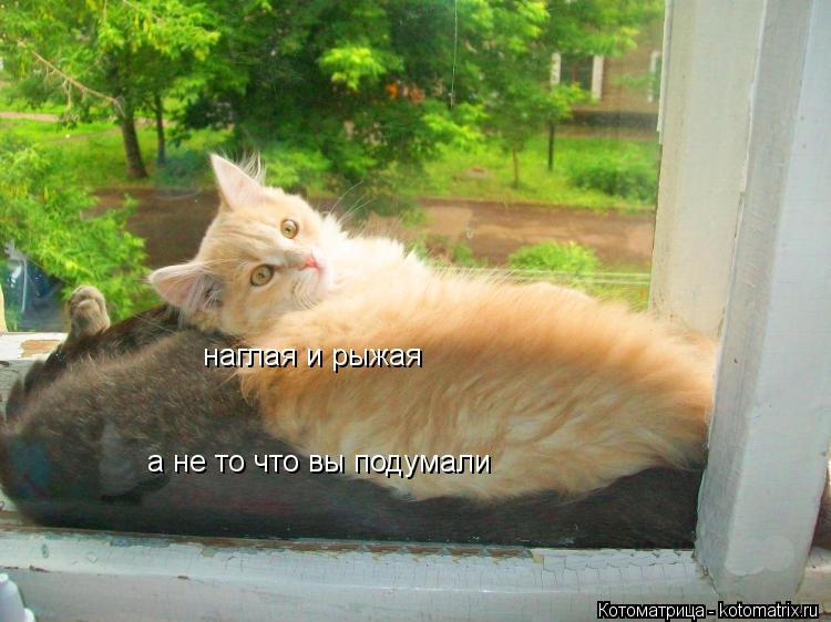 Котоматрица: наглая и рыжая а не то что вы подумали