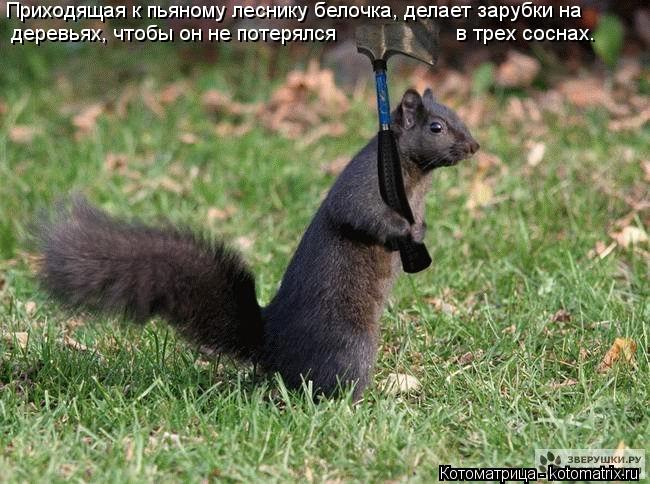 Котоматрица: Приходящая к пьяному леснику белочка, делает зарубки на деревьях, чтобы он не потерялся                    в трех соснах.