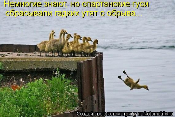 Котоматрица: Немногие знают, но спартанские гуси сбрасывали гадких утят с обрыва...