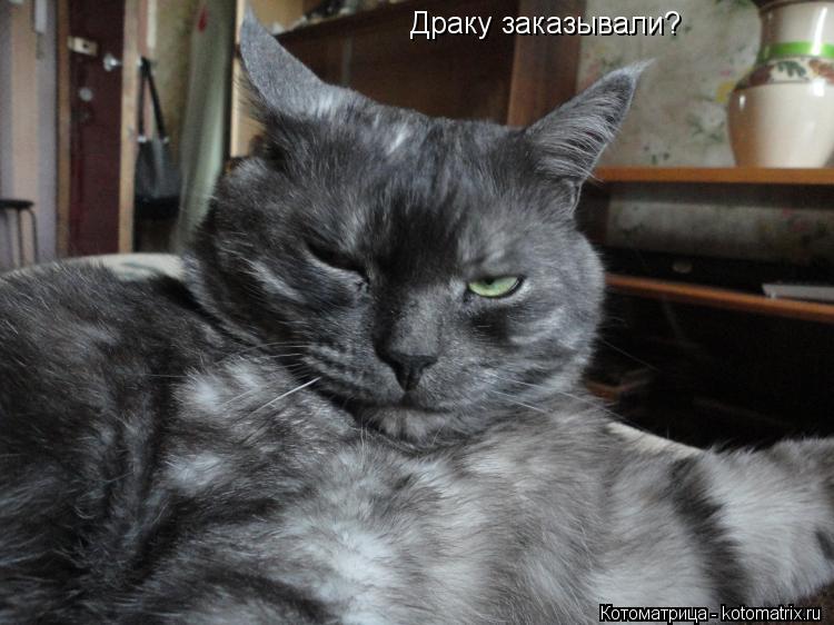 Котоматрица: Драку заказывали?