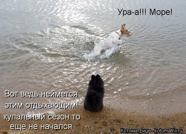Котоматрица: Ура-а!!! Море! Вот ведь неймется этим отдыхающим! купальный сезон то еще не начался