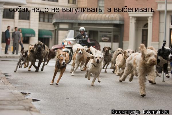 Котоматрица: собак надо не выгуливать- а выбегивать