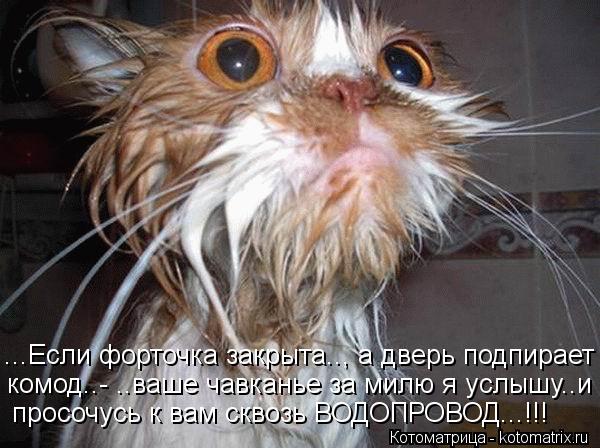 ...Если форточка закрыта.., а дверь подпирает комод..- ..ваше чавканье за милю я услышу..и просочусь... Котоматрица: ...Если форточка закрыта.., а дверь подпирает комод..- ..ваше чавканье за милю я услышу..и просочусь к вам сквозь ВОДОПРОВОД...!!!