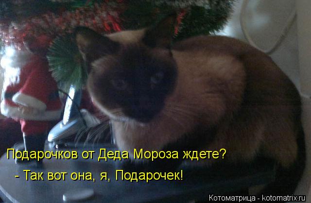Подарочков от Деда Мороза ждете? - Так вот она, я, Подарочек!... Котоматрица: Подарочков от Деда Мороза ждете? - Так вот она, я, Подарочек!