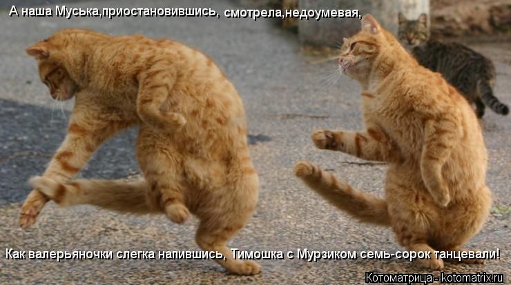 Котоматрица: А наша Муська,приостановившись,  смотрела,недоумевая, Как валерьяночки слегка напившись, Тимошка с Мурзиком семь-сорок танцевали!