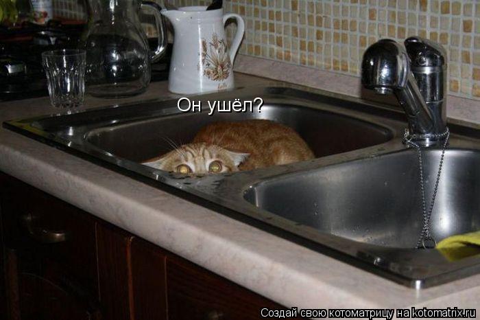 Котоматрица: Он ушёл?