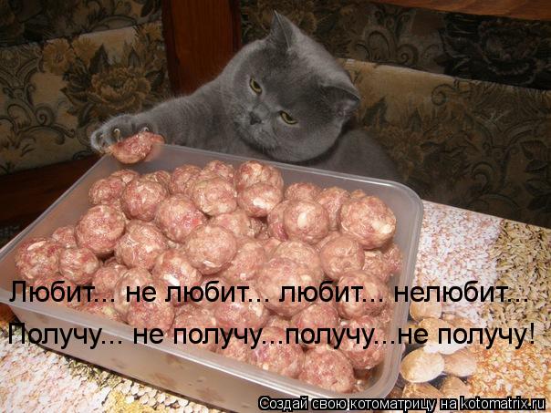 Котоматрица: Любит... не любит... любит... нелюбит... Получу... не получу...получу...не получу!