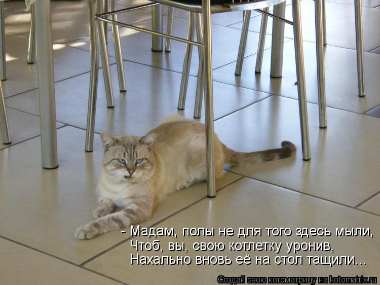- Мадам, полы не для того здесь мыли, Чтоб, вы, свою котлетку уронив, Нахально вновь её на стол тащи... Котоматрица: - Мадам, полы не для того здесь мыли, Чтоб, вы, свою котлетку уронив, Нахально вновь её на стол тащили...
