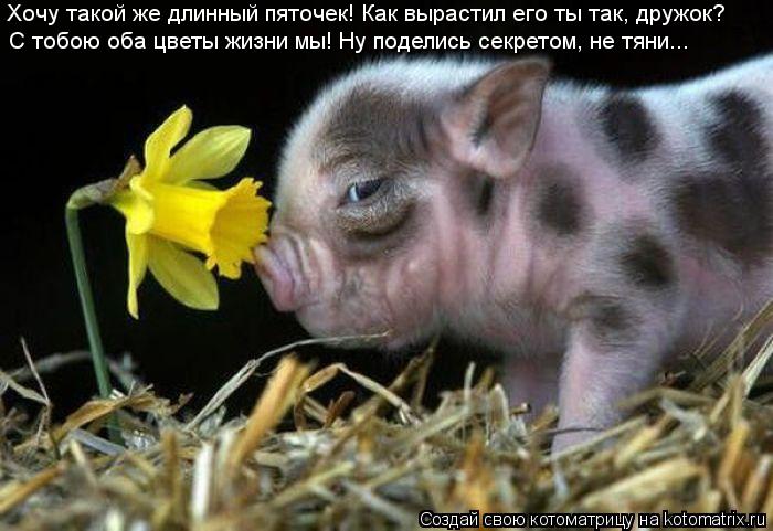 Котоматрица: Хочу такой же длинный пяточек! Как вырастил его ты так, дружок? С тобою оба цветы жизни мы! Ну поделись секретом, не тяни...