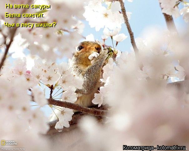 На ветке сакуры Белка свистит. Чьи в лесу шишки?... Котоматрица: На ветке сакуры Белка свистит. Чьи в лесу шишки?