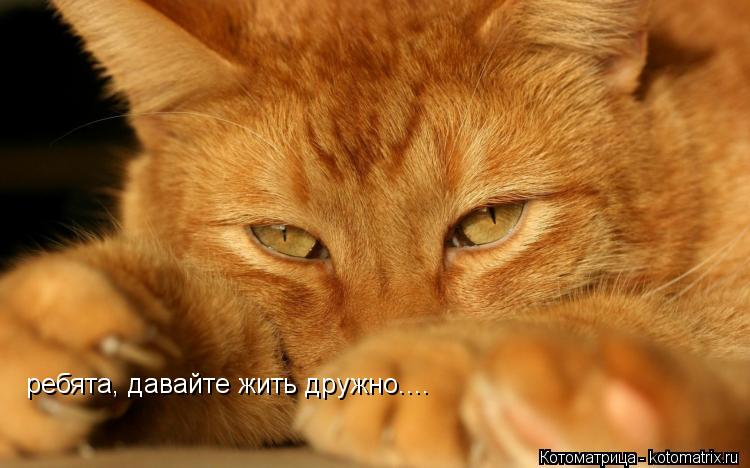 Котоматрица: ребята, давайте жить дружно....