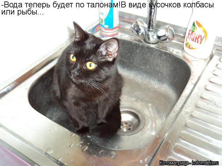 Котоматрица: -Вода теперь будет по талонам!В виде кусочков колбасы или рыбы...