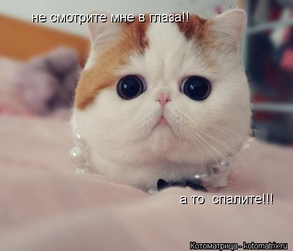 не смотрите мне в глаза!! а то спалите!!!... Котоматрица: не смотрите мне в глаза!! а то спалите!!!