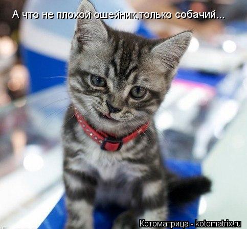 Котоматрица: А что не плохой ошейник,только собачий...