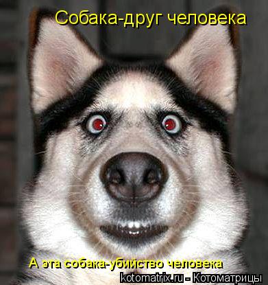 Котоматрица: Собака-друг человека А эта собака-убийство человека