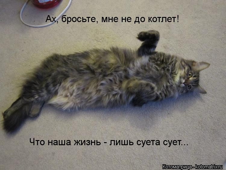 Котоматрица: Ах, бросьте, мне не до котлет! Что наша жизнь - лишь суета сует...
