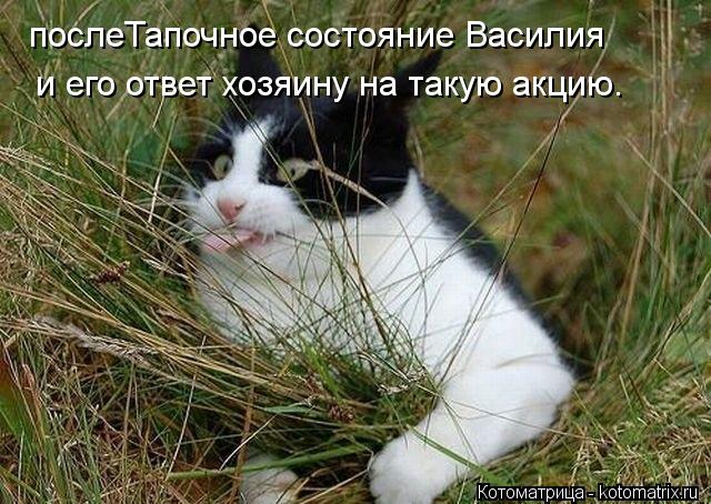 Котоматрица: послеТапочное состояние Василия   и его ответ хозяину на такую акцию.