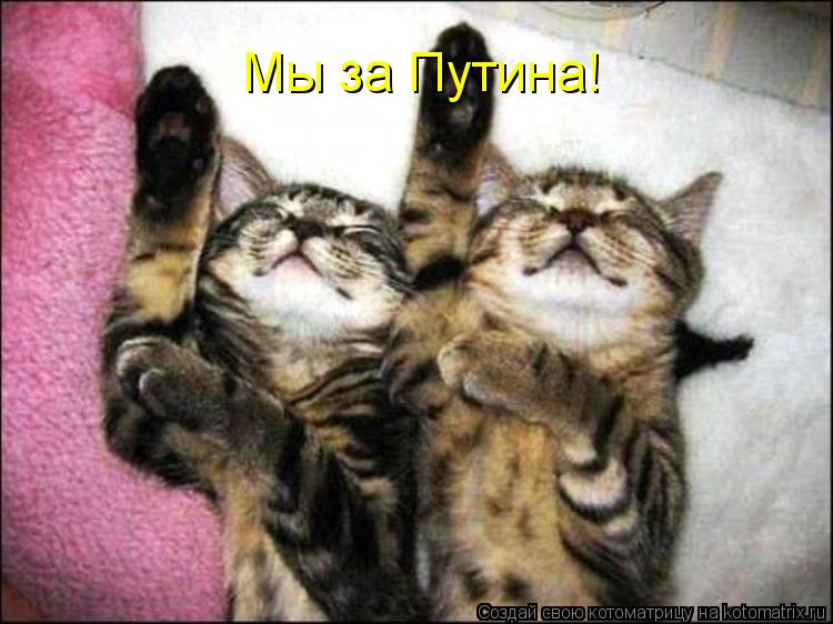 Мы за Путина!... Котоматрица: Мы за Путина!