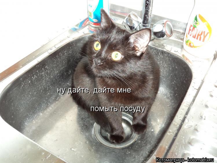 Котоматрица: ну дайте, дайте мне помыть посуду