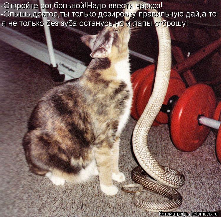Котоматрица: -Откройте рот,больной!Надо ввести наркоз! -Слышь,доктор,ты только дозировку правильную дай,а то я не только без зуба останусь,но и лапы отбро